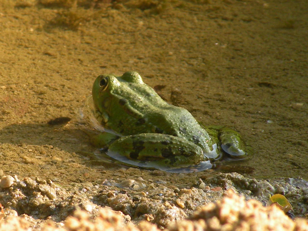 Rane nella fontana - Pelophylax cf. bedriagae (Turchia)